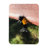 踊り毛虫 マグネット (縦)