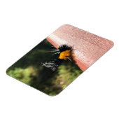 踊り毛虫 マグネット (左側)