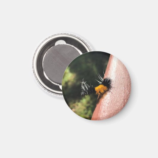 踊り毛虫 マグネット (正面/裏面)