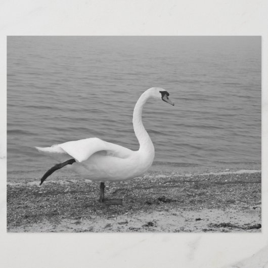 踊り白鳥 チラシ (正面)