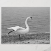 踊り白鳥 チラシ (裏面)