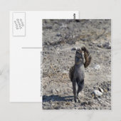 踊り齧歯動物 ポストカード (正面/裏面)