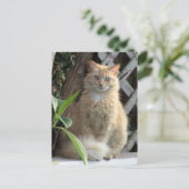 踏切美しい野良猫はがき ポストカード (スタンド正面)