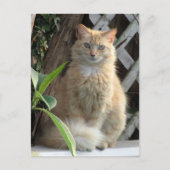 踏切美しい野良猫はがき ポストカード (正面)