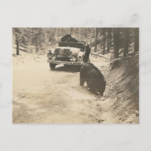 車でクマをする ポストカード (正面)