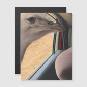 車のダチョウ磁石 (正面/裏面)