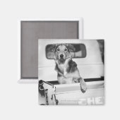 車の中の犬。 マグネット (正面/裏面)