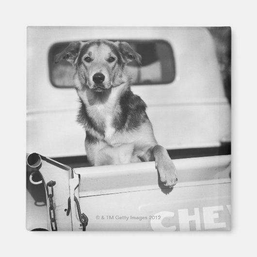 車の中の犬。 マグネット (正面)