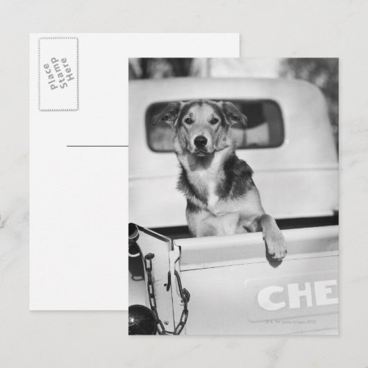 車の犬 ポストカード (正面/裏面)