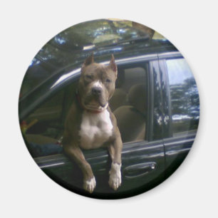 車の磁石のピットブル犬 マグネット