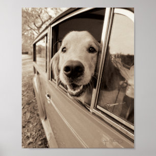 車の窓から犬が覗き込む ポスター