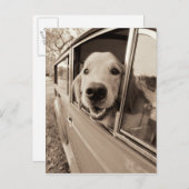 車の窓から犬が覗き込む ポストカード (正面/裏面)