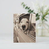 車の窓から犬が覗き込む ポストカード (スタンド正面)