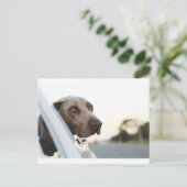 車の窓から頭を出した犬 ポストカード (スタンド正面)