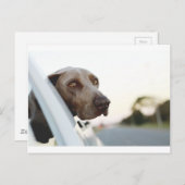 車の窓から頭を出した犬 ポストカード (正面/裏面)