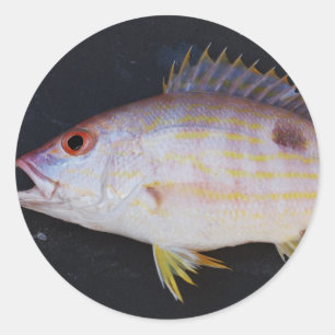 車線のタイの魚 ラウンドシール