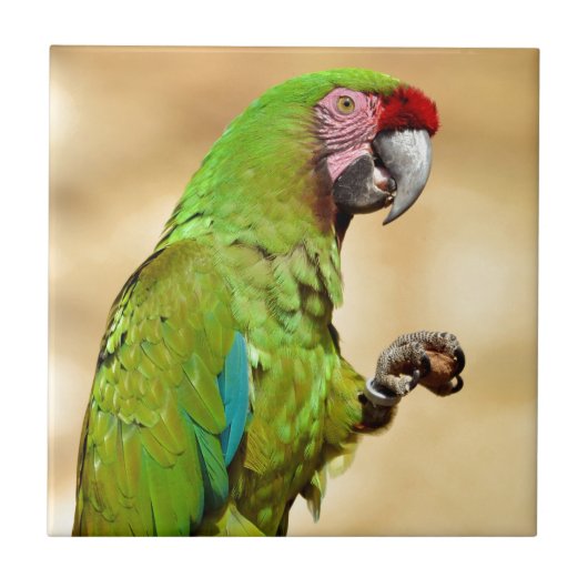 軍隊マコーパーチ タイル (正面)