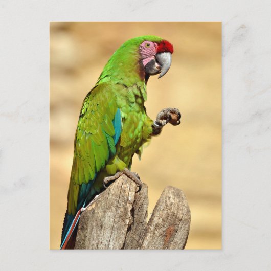 軍隊マコーパーチ ポストカード (正面)