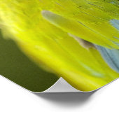 軍隊マコー(ara militaris)キャプティブ。Amazon ポスター (角)