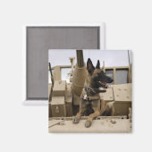 軍隊犬がM2A3に座る マグネット (正面/裏面)