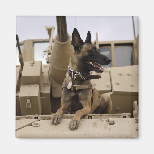 軍隊犬がM2A3に座る マグネット (正面)
