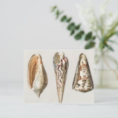 軟体動物ヴィンテージ 図解入りの、写真付きの ポストカード (スタンド正面)