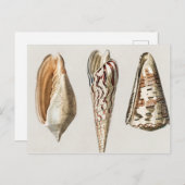 軟体動物ヴィンテージ 図解入りの、写真付きの ポストカード (正面/裏面)