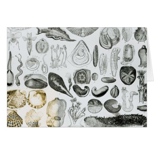 軟体動物 (正面横)