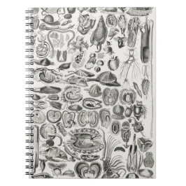 軟体動物 ノートブック