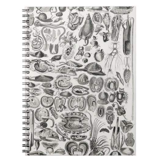 軟体動物 ノートブック (正面)