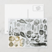 軟体動物 ポストカード (正面/裏面)