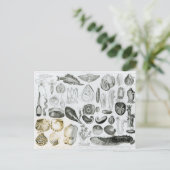 軟体動物 ポストカード (スタンド正面)