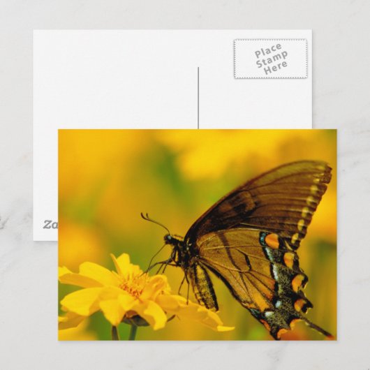 軟着陸 ポストカード (正面/裏面)