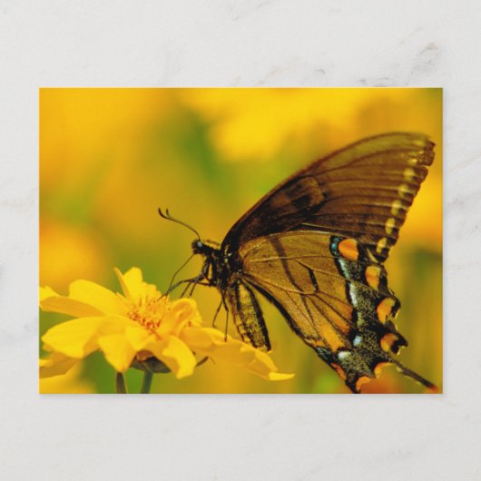 軟着陸 ポストカード (正面)