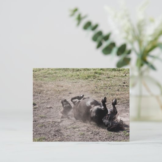 転が馬 ポストカード (スタンド正面)