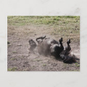 転が馬 ポストカード (正面)