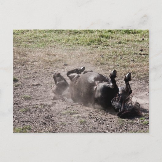 転が馬 ポストカード (正面)