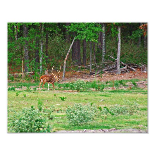 軸の鹿の写真 フォトプリント            (正面)