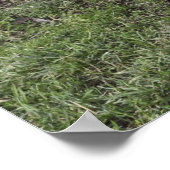 軽いサセックスのクロスコックレル ポスター (角)