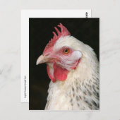 軽いサセックス鶏はがき ポストカード (正面/裏面)