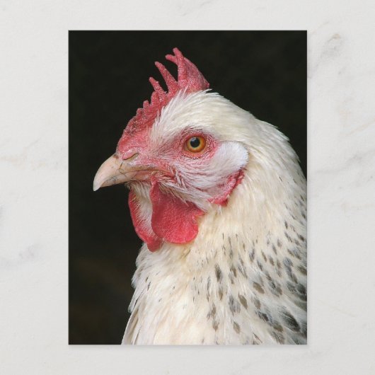 軽いサセックス鶏はがき ポストカード (正面)