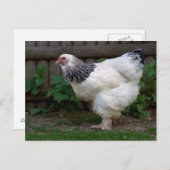 軽いブラフマ・ヘン ポストカード (正面/裏面)