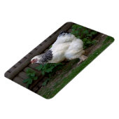 軽いブラフマ・ヘン マグネット (左側)