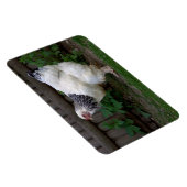 軽いブラフマ・ヘン マグネット (右側)