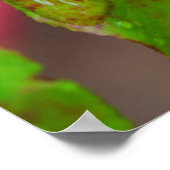 軽い雨の中で熟したハックルベリー ポスター (角)