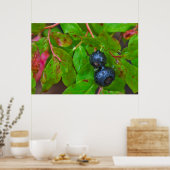 軽い雨の中で熟したハックルベリー ポスター (キッチン)