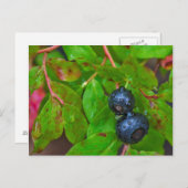 軽い雨の中で熟したハックルベリー ポストカード (正面/裏面)