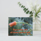 軽い霜のカリフォルニアポピー ポストカード (スタンド正面)