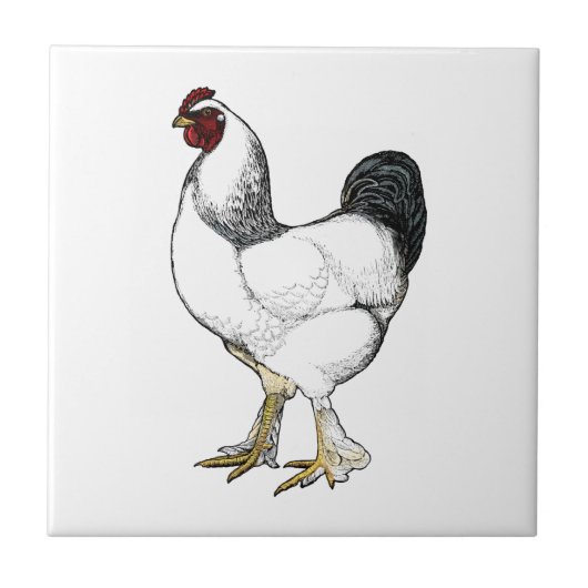 軽いBrahmaのオンドリのヴィンテージのスタイルの農場の台所 タイル (正面)