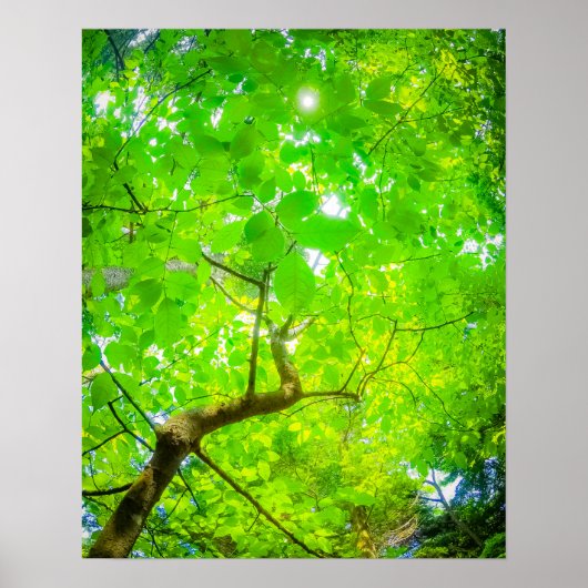 軽井沢の豊かな緑の天蓋 ポスター (正面)